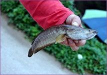 달박골 :: 토종붕어를 사랑하는 사람들