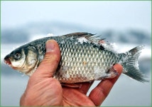 달박골 :: 토종붕어를 사랑하는 사람들