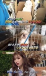‘동물농장’ 불법 인공수정·제왕절개 자행하는 개 번식장의 충격적 실태 - 더셀럽 ‘동물농장’ 불법 인공수정·제왕절개 자행하는 개 번식장의... 