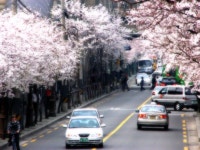 독산동 벚꽃 십리길 아세요? :: 자유게시판 || 더페스티벌 독산동 벚꽃 십리길 아세요? :: 자유게시판 