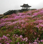 을씨년 황매산 철쭉 :: 축제 사진 || 더페스티벌 을씨년 황매산 철쭉 :: 축제 사진