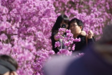 개화시기에 민감한 2015 봄꽃축제들 기지개 :: 전체뉴스 || 더페스티벌 개화시기에 민감한 2015 봄꽃축제들 기지개 :: 전체뉴스