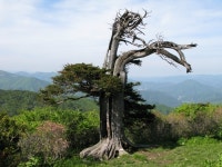 태백 제2경 : 태백산 주목 사계 :: 관광지정보 || 더페스티벌 태백 제2경 : 태백산 주목 사계 :: 관광지정보