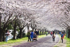 제9회 삼락벚꽃축제 2017 :: 축제정보 || 더페스티벌 제9회 삼락벚꽃축제 2017 :: 축제정보