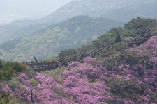4월의 끝 주말 날씨 좋아 고려산진달래축제 대만원 :: 축제 사진 || 더페스티벌 4월의 끝 주말 날씨 좋아 고려산진달래축제 대만원 :: 축제 사진