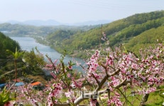 충주시, 복사꽃과 남한강
