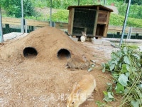 [세계로컬핫뉴스]은평구 주말농장 향림도시농업체험원에서 토끼장 개장