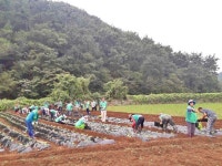 [세계로컬핫뉴스] 남해군 창선면새마을협, 재활용품수집·김장배추 심기