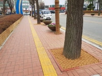 [세계로컬핫뉴스] 가로수 친환경 보호대 설치