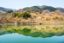 꽃길따라 물길따라 섬진강 매화여행