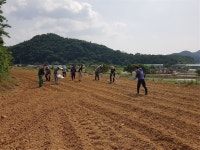 [세계로컬핫뉴스] 화순군 동면 행정복지센터, 농번기 농촌 일손 돕기 나서
