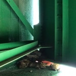 [세계로컬핫뉴스] 연천군, 주민 협력을 통한 유기견 구조 실시