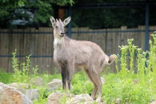 [세계로컬핫뉴스] 서울대공원, 멸종위기 1급 토종동물 ‘산양’ 두 번째 번식 성공
