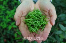 [세계로컬핫뉴스] 2020 순천만 국가정원 블루 차(茶) 문화 산업전 열다