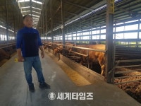 황토우영농조합법인, ‘무인사료급이기(TMR 급이로봇)’ 시험운행