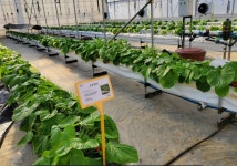 파주시, 기능성 고추냉이 시험재배 성공