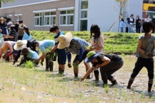 광주북초등학교, 생태교육 ‘모내기’ 실시