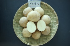 “맛있고 병해 강한 감자 ‘다미’ 내년에 만나요”