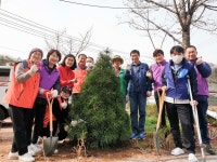 용인시 기흥동, 주민단체서 행정복지센터 앞 80m 구간 남천 300 그루 심어