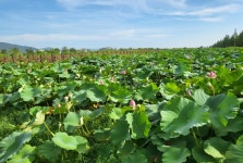 꽃들의 향연, 낙동강 생태공원 여름꽃 개화