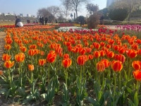튤립 8만 송이 만개, 중랑천에 핀 봄의 물결