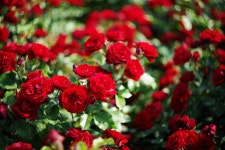 투데이스피피시