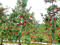 당일치기 테마여행 - 제천 청풍호 | 투데이스피피시 당일치기 테마여행 - 제천 청풍호 | 투데이스피시