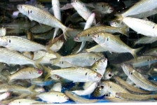 부산광역시 강서구, 국내여행 음식정보 전통시장 여행지추천 지역축제 테마여행, 트래블아이 트래블아이