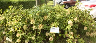 고개 숙인 이유, 인천광역시 서구, 사진