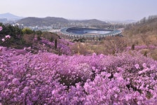 원미산진달래축제,경기도 부천시,생태자연축제,지역축제,트래블아이 	원미산진달래축제,경기도 부천시,생태자연축제,지역축제,트래블아이