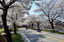 청풍호벚꽃축제,충청북도 제천시,생태자연축제,지역축제,트래블아이 	청풍호벚꽃축제,충청북도 제천시,생태자연축제,지역축제,트래블아이