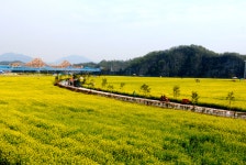 창녕 낙동강 유채축제,경상남도 창녕군,생태자연축제,지역축제,트래블아이 	창녕 낙동강 유채축제,경상남도 창녕군,생태자연축제,지역축제... 