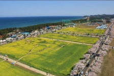 	맹방유채꽃축제,강원도 삼척시,지역특산물축제,지역축제,트래블아이 	맹방유채꽃축제,강원도 삼척시,지역특산물축제,지역축제,트래블아이