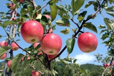 문경사과축제,경상북도 문경시,지역특산물축제,지역축제,트래블아이 	문경사과축제,경상북도 문경시,지역특산물축제,지역축제,트래블아이