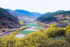 의성 산수유 꽃 축제,경상북도 의성군,지역특산물축제,지역축제,트래블아이 	의성 산수유 꽃 축제,경상북도 의성군,지역특산물축제,지역축제... 