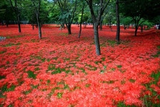 영광불갑산상사화축제,전라남도 영광군,생태자연축제,지역축제,트래블아이 	영광불갑산상사화축제,전라남도 영광군,생태자연축제,지역축제... 