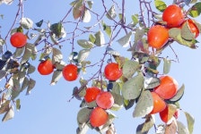 악양대봉감축제,경상남도 하동군,지역특산물축제,지역축제,트래블아이 	악양대봉감축제,경상남도 하동군,지역특산물축제,지역축제,트래블아이