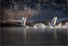 서천군산금강철새여행,충청남도 서천군,생태자연축제,지역축제,트래블아이 	서천군산금강철새여행,충청남도 서천군,생태자연축제,지역축제... 
