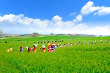 고창청보리밭축제,전라북도 고창군,문화예술축제,지역축제,트래블아이 	고창청보리밭축제,전라북도 고창군,문화예술축제,지역축제,트래블아이