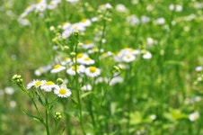 자세히 보아야 예쁘다 ‘증평 야생초화원’,충청북도 증평군,체험,여행기사,트래블아이