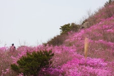 진달래, 진분홍빛으로 봄의 산을 밝히다,트래블투데이 THINK-i,트래블투데이,여행기사,트래블아이