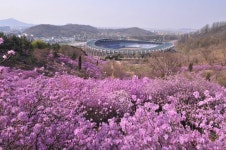 진분홍빛 봄옷 입은 동네, 춘의(春衣)동의 진달래,경기도 부천시,명물,여행기사,트래블아이