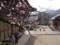 마음을 다독이는 봄의 산사, 순천 선암사,전라남도 순천시,트래블투데이,여행기사,트래블아이