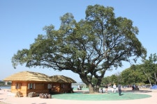 나른해도 ‘괜찮아, 사랑이야’. 화원유원지의 봄,,체험,여행기사,트래블아이