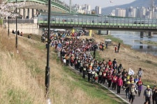 말 그대로 금천 ‘벚꽃로’,서울특별시 금천구,체험,여행기사,트래블아이