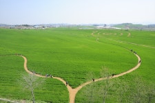 초록이 빚은 풍경 ‘고창 청보리밭 축제’,전라북도 고창군,트래블투데이,여행기사,트래블아이