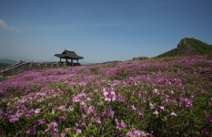 곱게 물든 산청 황매산 철쭉평전 가는 길,경상남도 산청군,탐사,여행기사,트래블아이