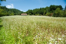 사철 메밀꽃이 필까, 이효석 문화마을,강원도 평창군,명물,여행기사,트래블아이