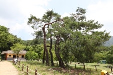 용문산야영장에서 양평의 보물산, 용문산을 즐겨라! ,경기도 양평군,탐사,여행기사,트래블아이