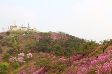 다섯 연꽃이 피었던 산에 진달래가 만개하니, 고려산,인천광역시 강화군,명물,여행기사,트래블아이